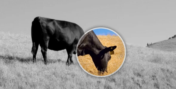 Image Magnify WordPress Plugin